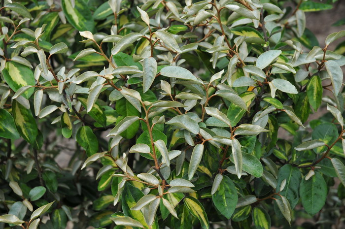 金心速生胡颓子Elaeagnus × ebbingei ‘Limelight’ 金心速生胡颓子Elaeagnus × ebbingei ‘Limelight’