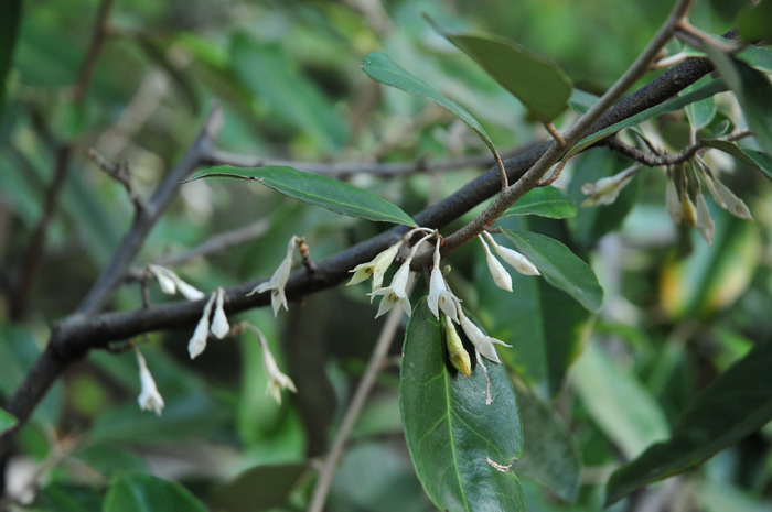 银果牛奶子Elaeagnus magna 银果牛奶子Elaeagnus magna