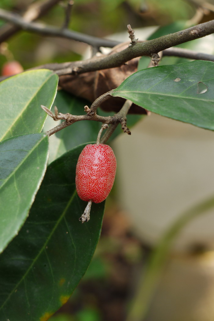 银果牛奶子Elaeagnus magna 银果牛奶子Elaeagnus magna