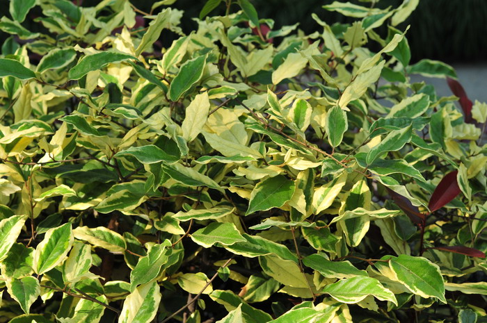金边胡颓子Elaeagnus pungens ‘Aurea’ 金边胡颓子Elaeagnus pungens ‘Aurea’