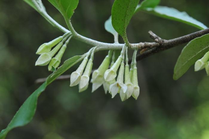 牛奶子Elaeagnus umbellata 牛奶子Elaeagnus umbellata