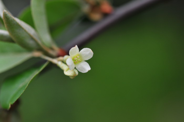 胡颓子Elaeagnus pungens 胡颓子Elaeagnus pungens