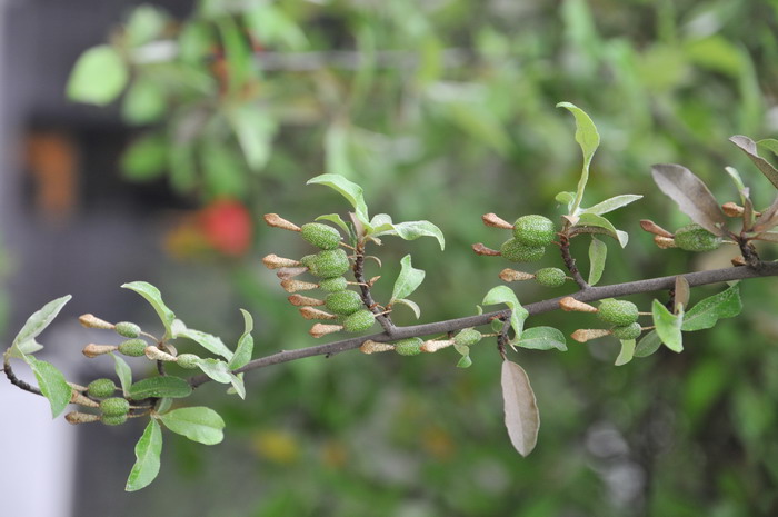 胡颓子Elaeagnus pungens 胡颓子Elaeagnus pungens