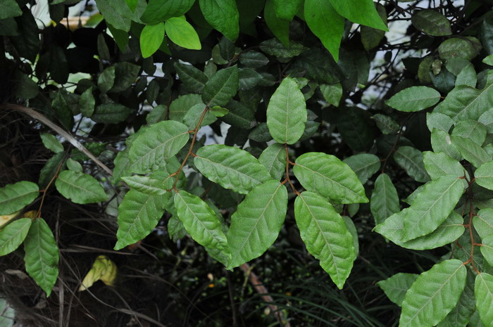 胡颓子Elaeagnus pungens 胡颓子Elaeagnus pungens