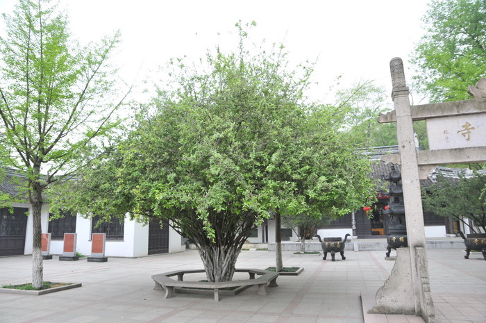 胡颓子Elaeagnus pungens 胡颓子Elaeagnus pungens