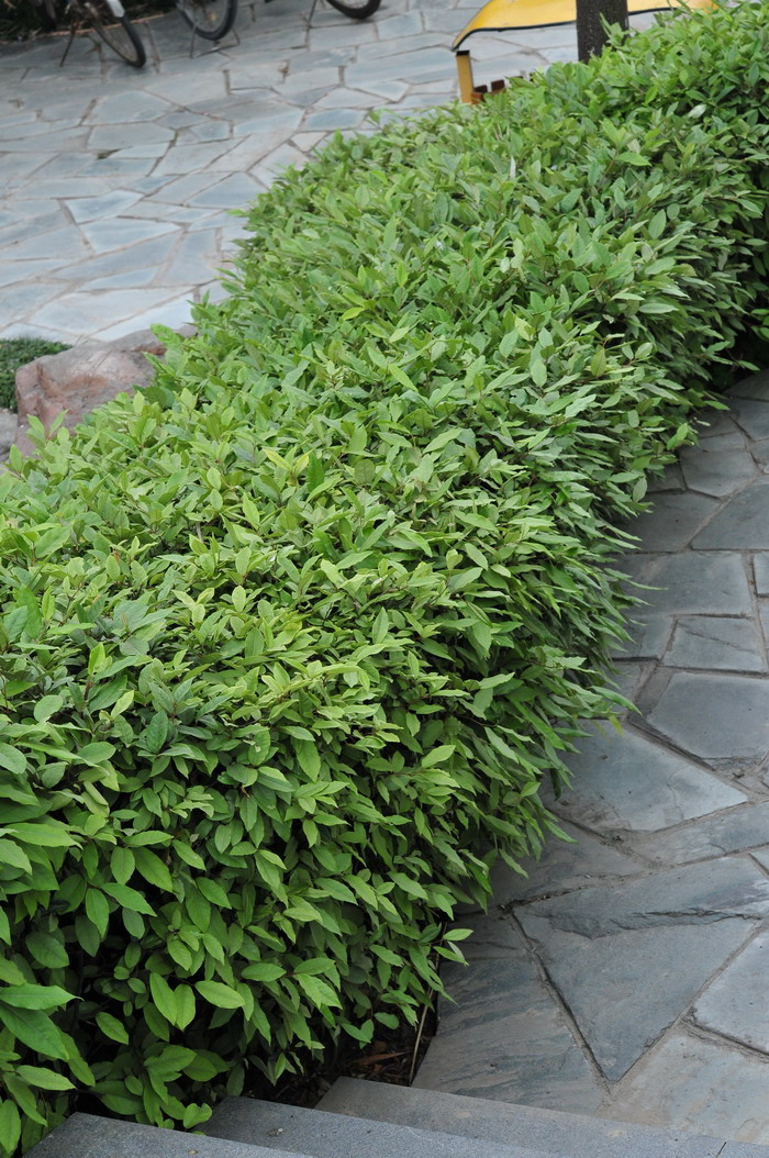 胡颓子Elaeagnus pungens 胡颓子Elaeagnus pungens