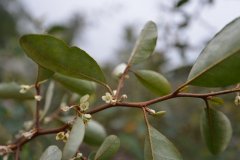 香港胡颓子Elaeagnus tutcheri