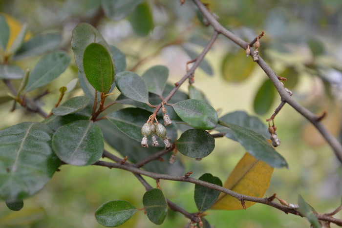 香港胡颓子Elaeagnus tutcheri