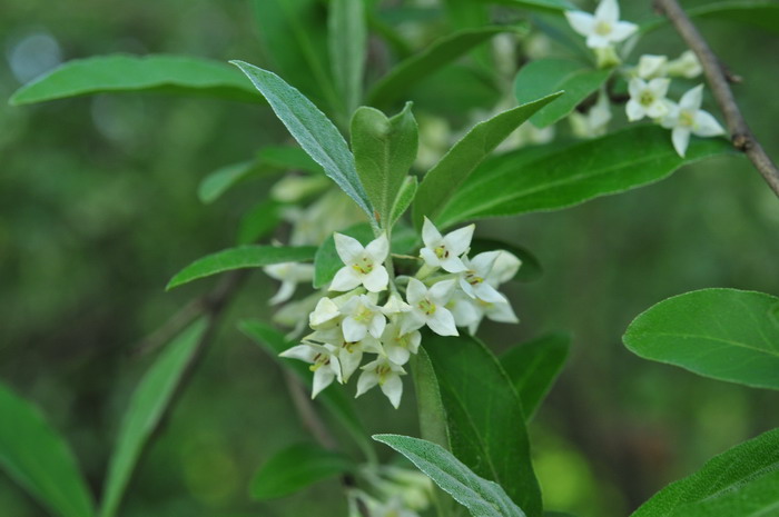 牛奶子Elaeagnus umbellata 牛奶子Elaeagnus umbellata