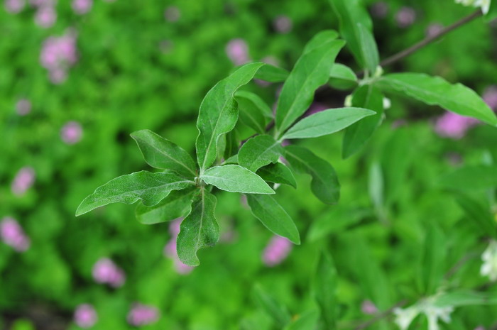 牛奶子Elaeagnus umbellata