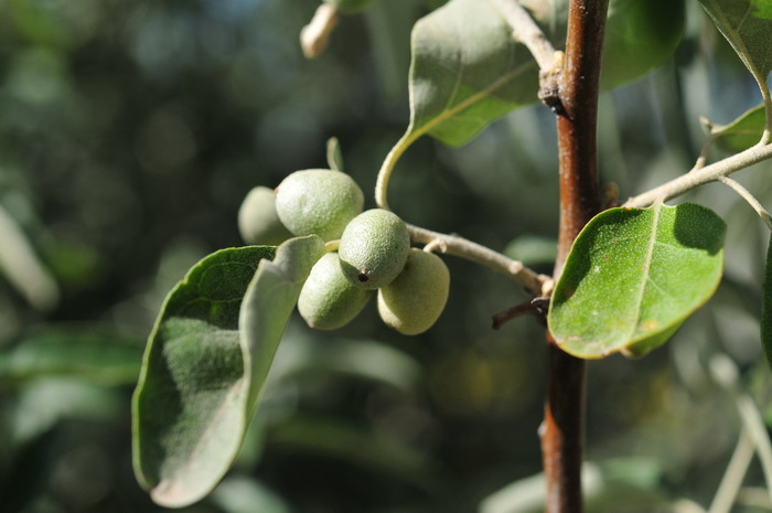 沙枣Elaeagnus angustifolia