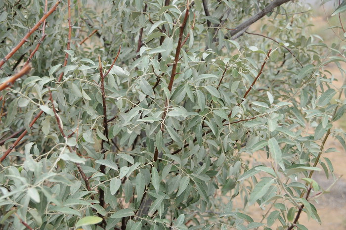 沙枣Elaeagnus angustifolia