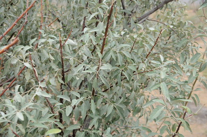 沙枣Elaeagnus angustifolia 沙枣Elaeagnus angustifolia