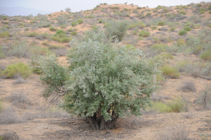 沙枣Elaeagnus angustifolia