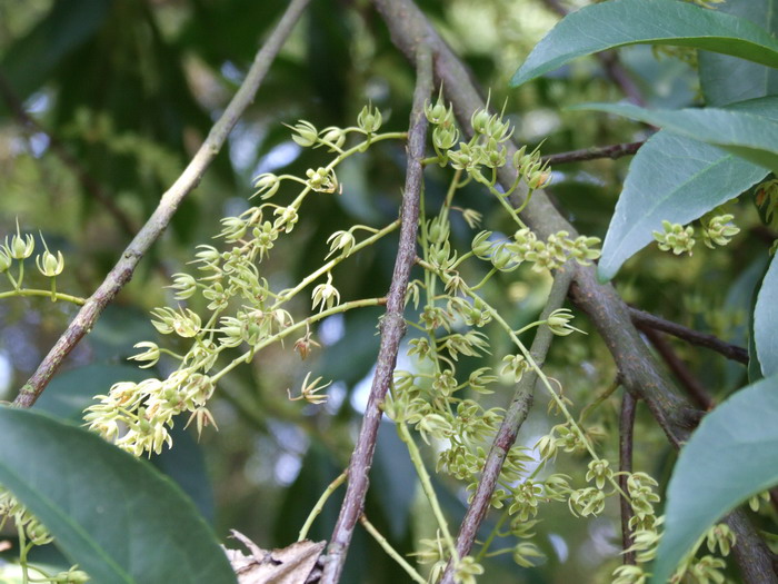 杜英Elaeocarpus decipiens
