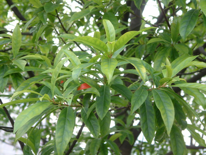 杜英Elaeocarpus decipiens 杜英Elaeocarpus decipiens