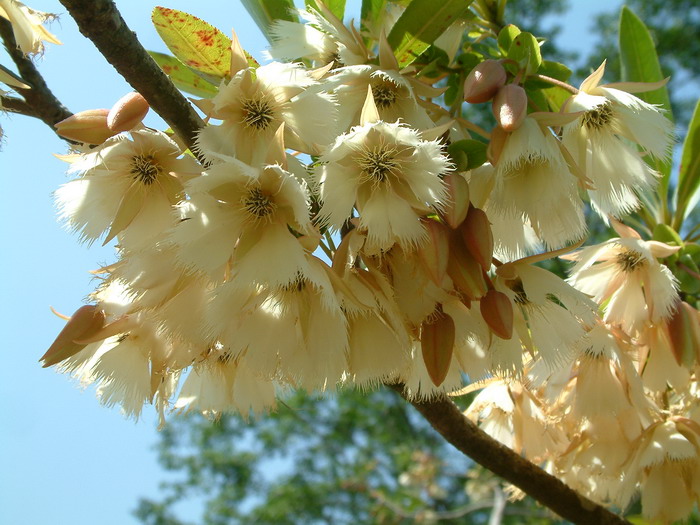 水石榕Elaeocarpus hainanensis 水石榕Elaeocarpus hainanensis