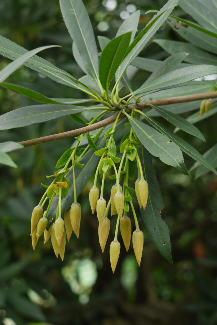 水石榕Elaeocarpus hainanensis 水石榕Elaeocarpus hainanensis