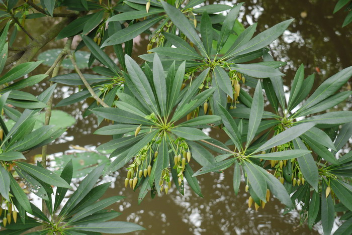 水石榕Elaeocarpus hainanensis 水石榕Elaeocarpus hainanensis