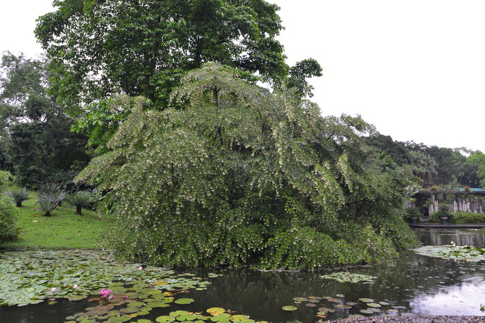 水石榕Elaeocarpus hainanensis 水石榕Elaeocarpus hainanensis