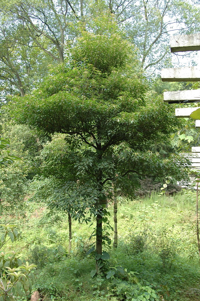 华杜英 Elaeocarpus chinensis