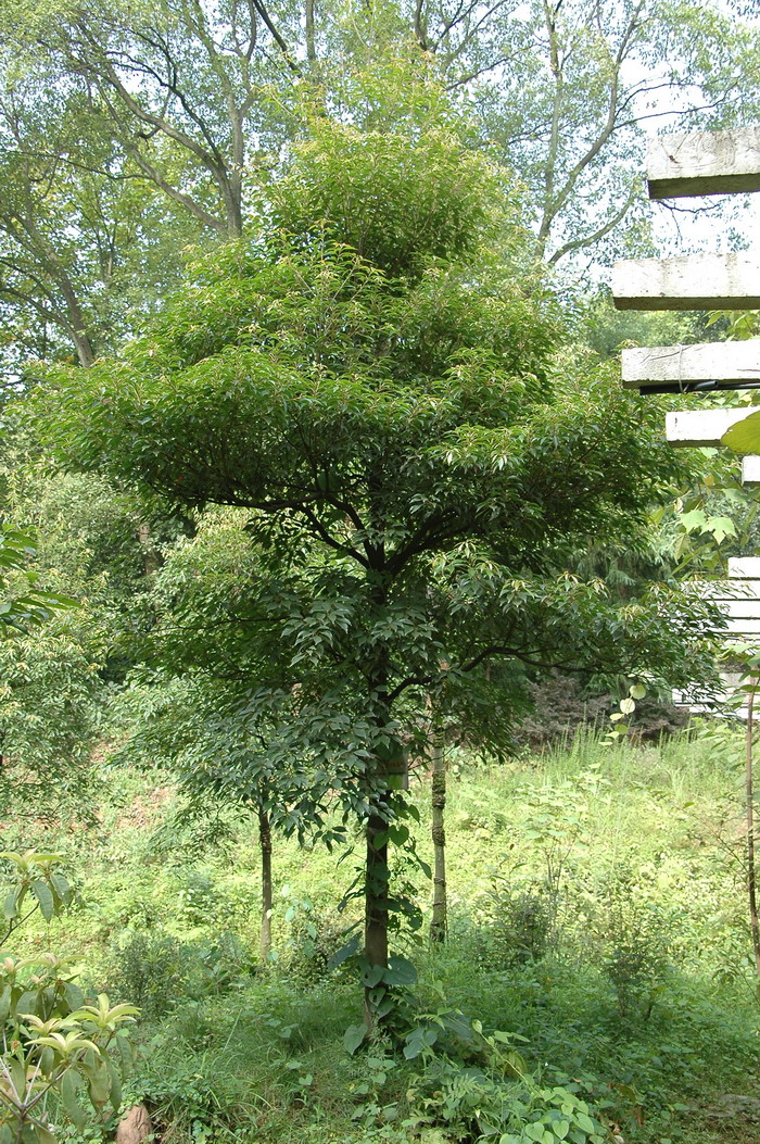 华杜英 Elaeocarpus chinensis