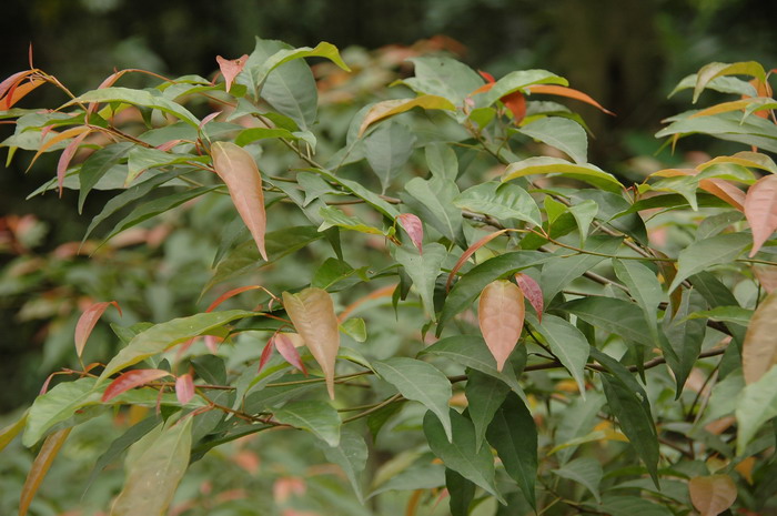 显脉杜英Elaeocarpus dubius 显脉杜英Elaeocarpus dubius