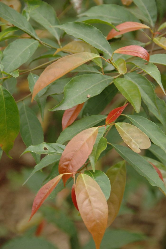 显脉杜英Elaeocarpus dubius 显脉杜英Elaeocarpus dubius