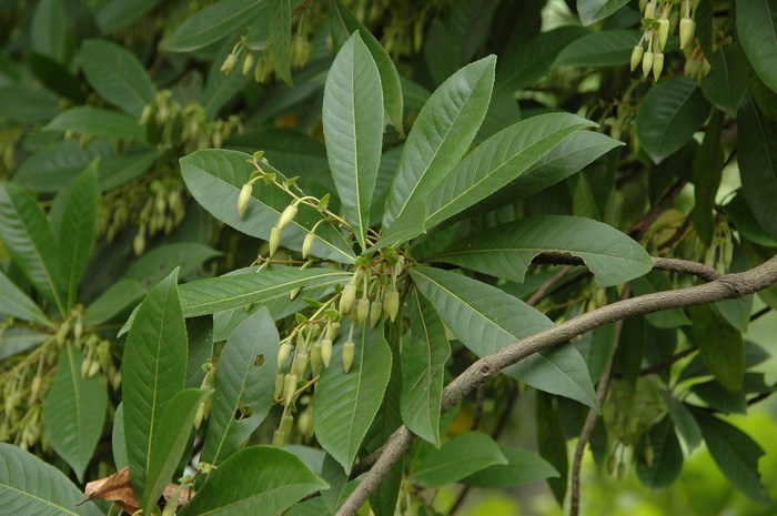 细叶杜英Elaeocarpus rugosus ‘Microphylla’