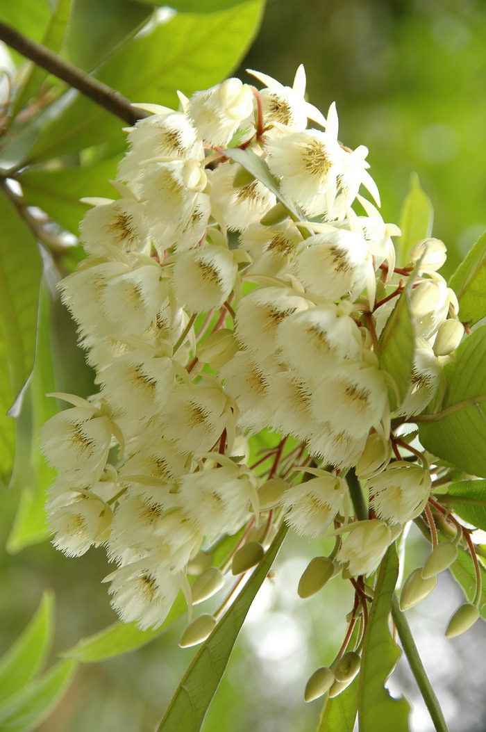 细叶杜英Elaeocarpus rugosus ‘Microphylla’