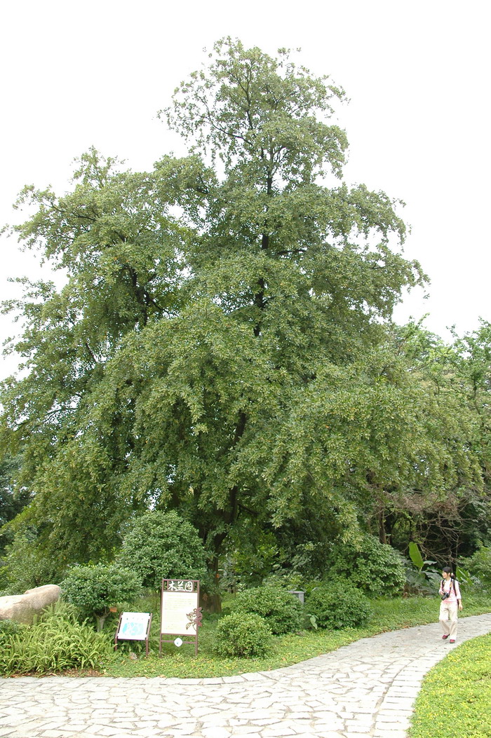 细叶杜英Elaeocarpus rugosus ‘Microphylla’