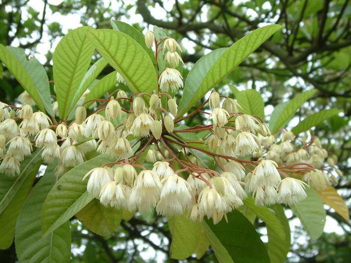 尖叶杜英Elaeocarpus rugosus
