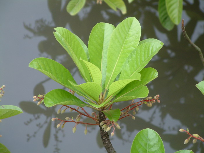 尖叶杜英Elaeocarpus rugosus 尖叶杜英Elaeocarpus rugosus