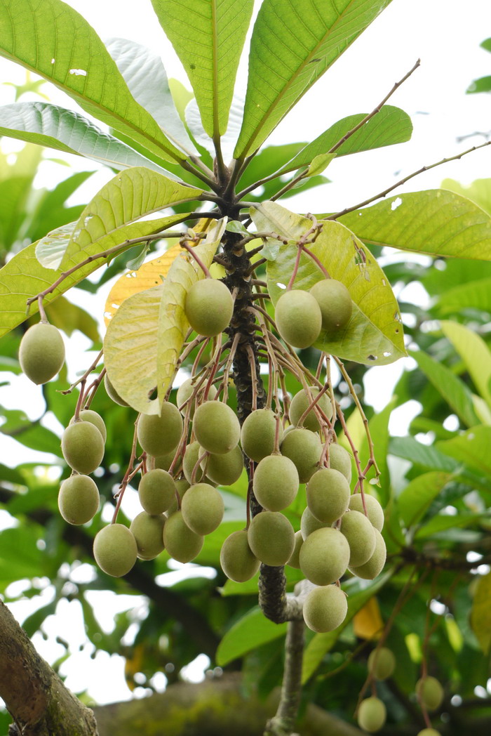 尖叶杜英Elaeocarpus rugosus 尖叶杜英Elaeocarpus rugosus