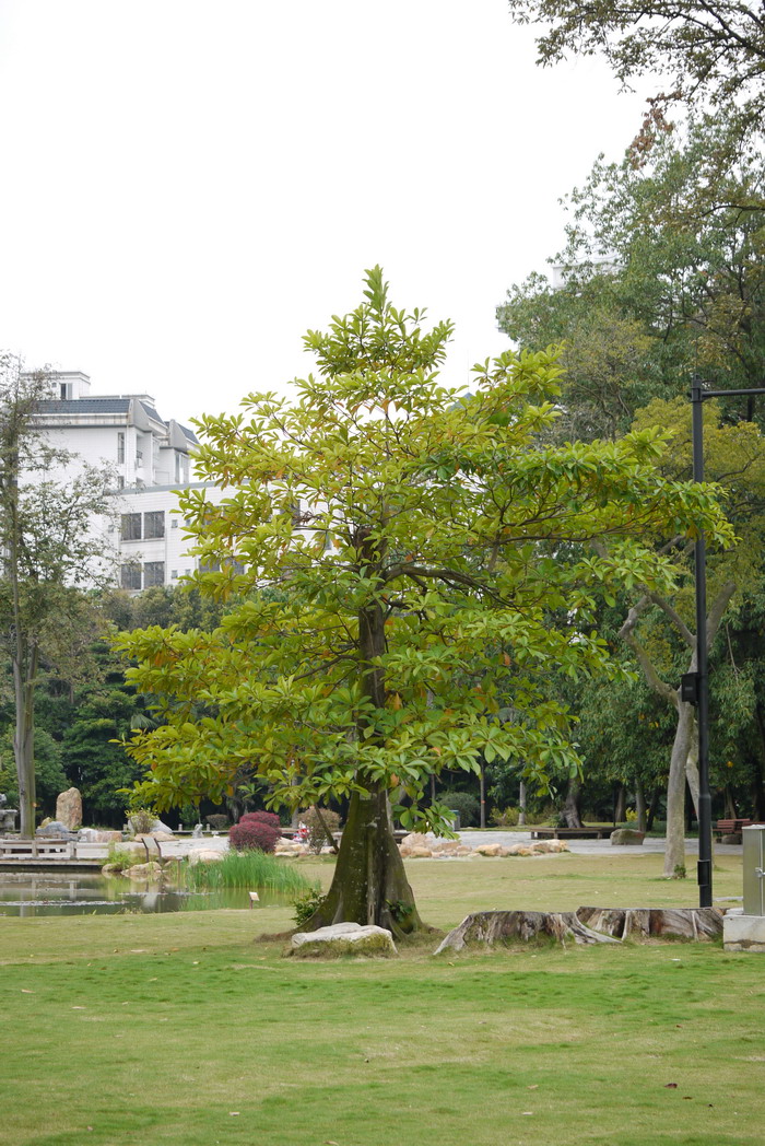 尖叶杜英Elaeocarpus rugosus 尖叶杜英Elaeocarpus rugosus