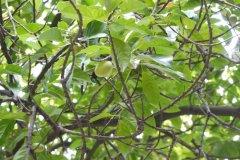 锡兰橄榄Elaeocarpus serratus