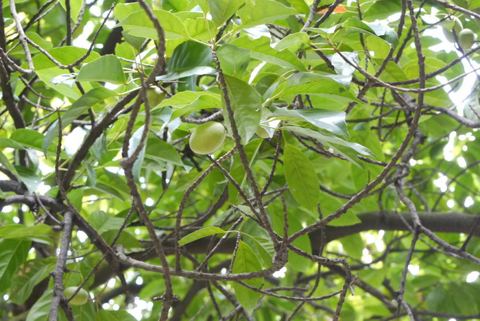 锡兰橄榄Elaeocarpus serratus 锡兰橄榄Elaeocarpus serratus