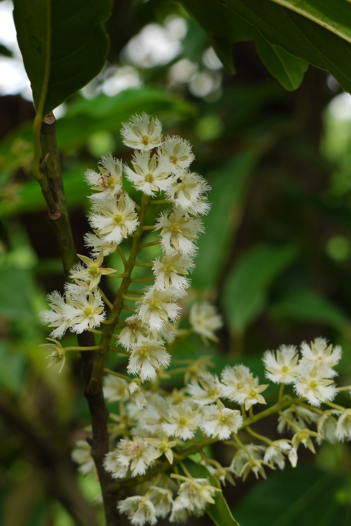 锡兰橄榄Elaeocarpus serratus 锡兰橄榄Elaeocarpus serratus