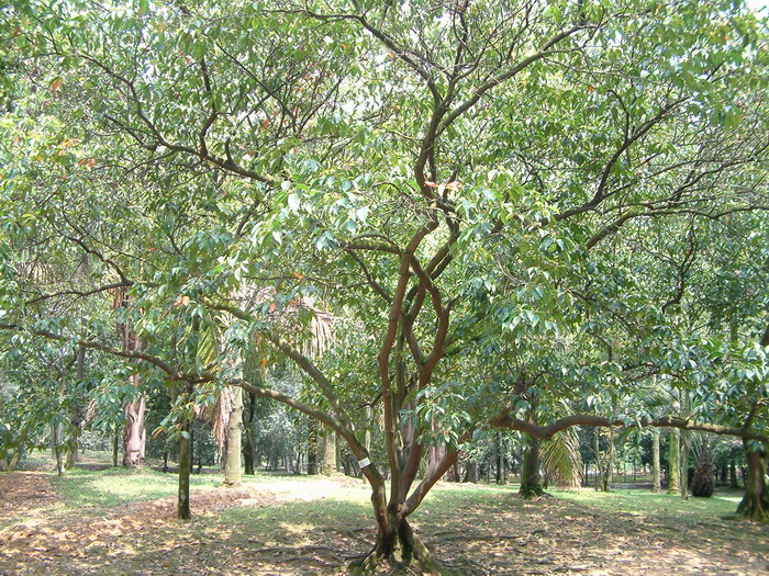 锡兰橄榄Elaeocarpus serratus