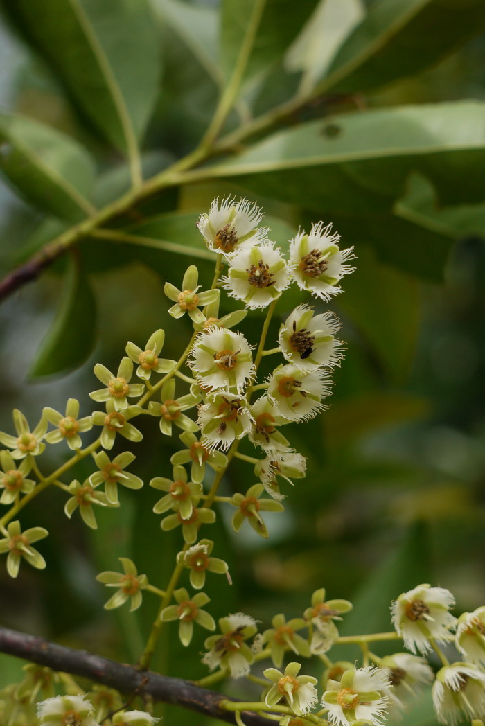 山杜英Elaeocarpus sylvestris