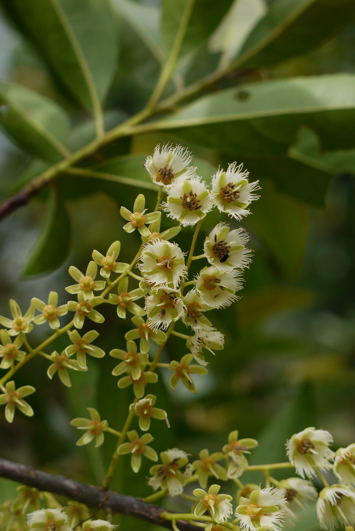 山杜英Elaeocarpus sylvestris 山杜英Elaeocarpus sylvestris