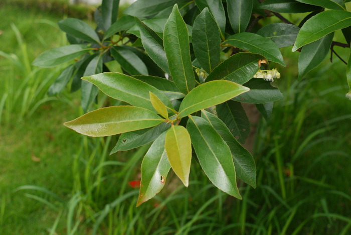 山杜英Elaeocarpus sylvestris