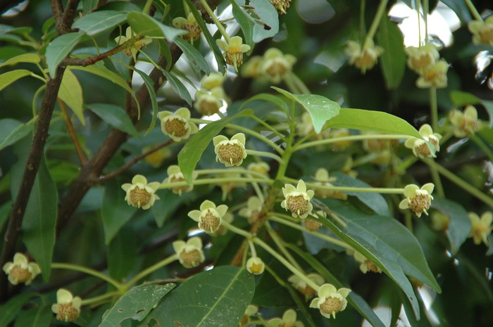 猴欢喜Sloanea sinensis 猴欢喜Sloanea sinensis