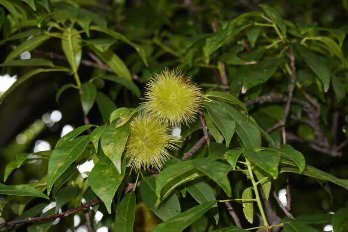 猴欢喜Sloanea sinensis