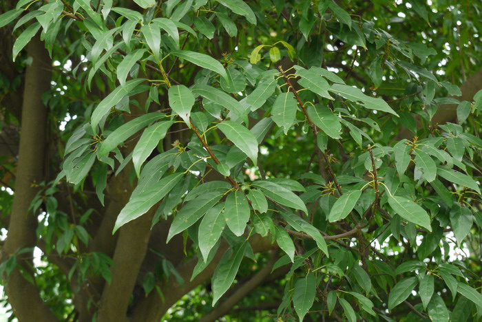 猴欢喜Sloanea sinensis 猴欢喜Sloanea sinensis