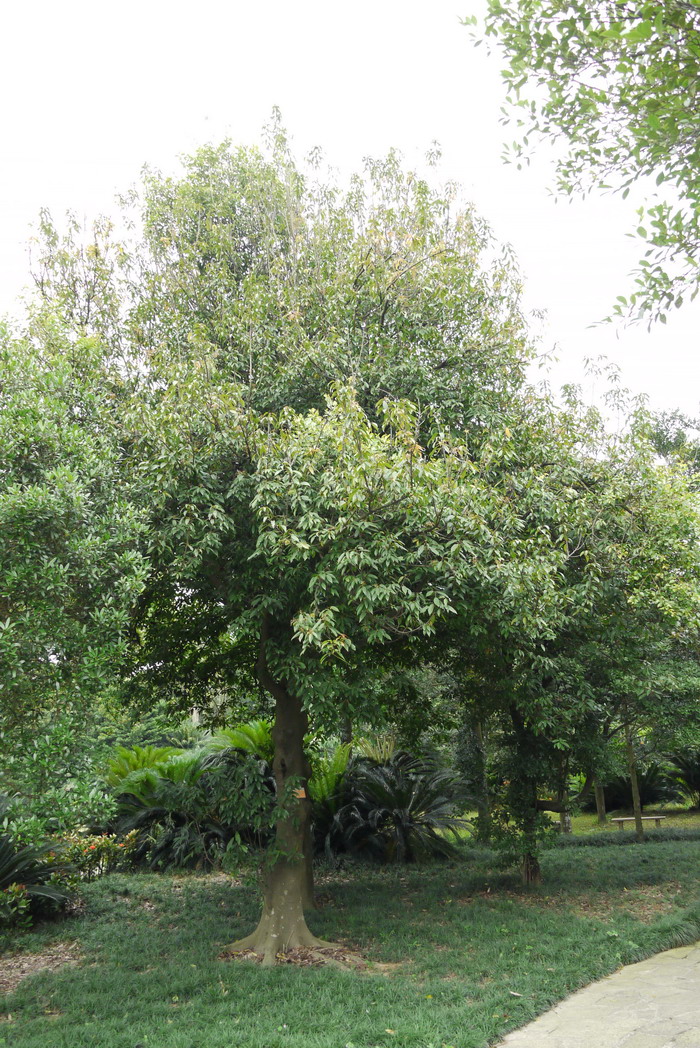 猴欢喜Sloanea sinensis 猴欢喜Sloanea sinensis