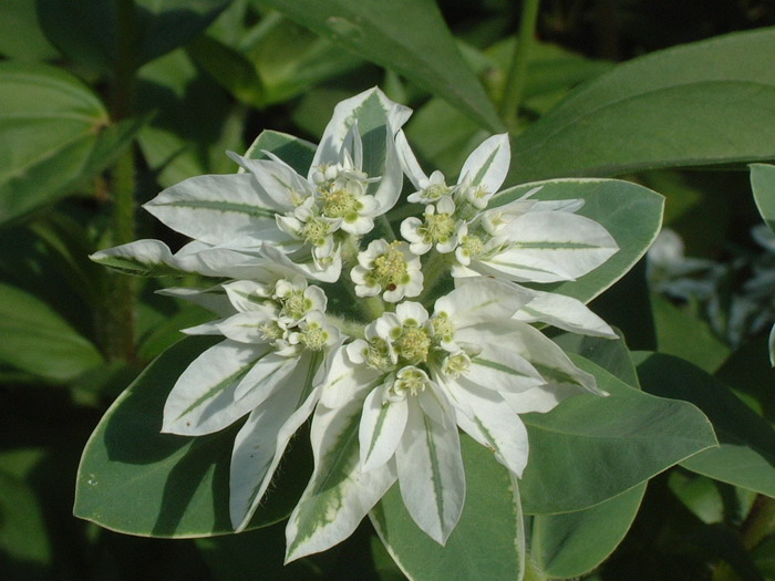 银边翠Euphorbia marginata 银边翠Euphorbia marginata