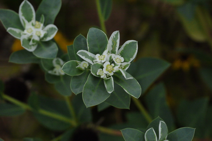 银边翠Euphorbia marginata 银边翠Euphorbia marginata