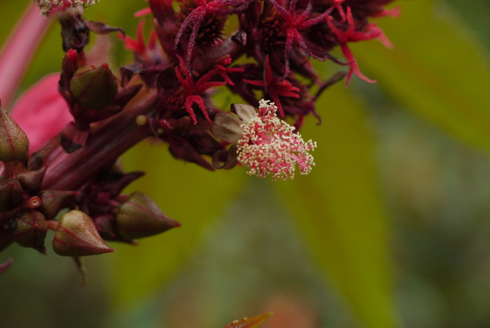 红叶蓖麻Ricinus communis ‘Sanguineus’
