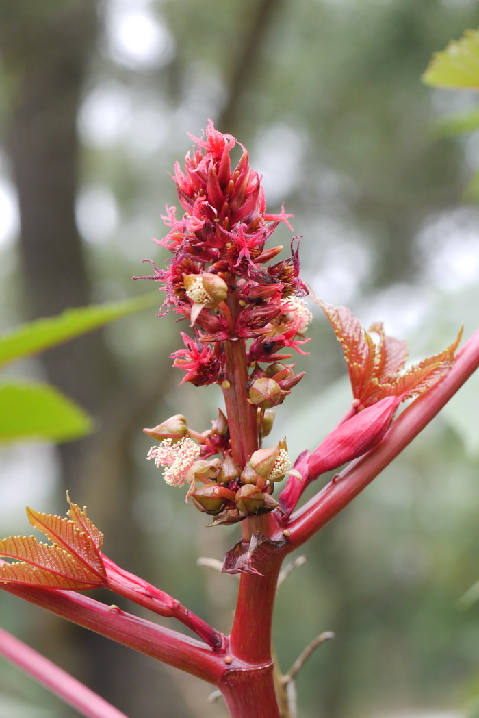 红叶蓖麻Ricinus communis ‘Sanguineus’